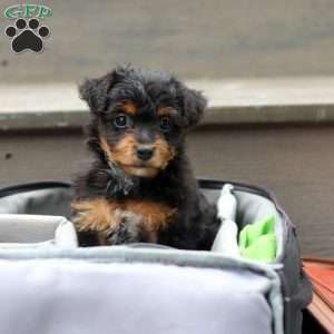 Riot, Yorkie Poo Puppy